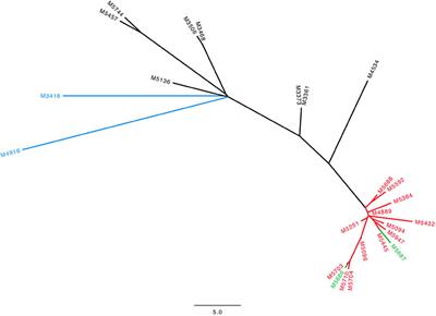 A Sporadic Four-Year Hospital Outbreak of a ST97-IVa MRSA With Half of the Patients First Identified in the Community